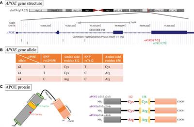 Dissecting the Association of Apolipoprotein E Gene Polymorphisms With Type 2 Diabetes Mellitus and Coronary Artery Disease